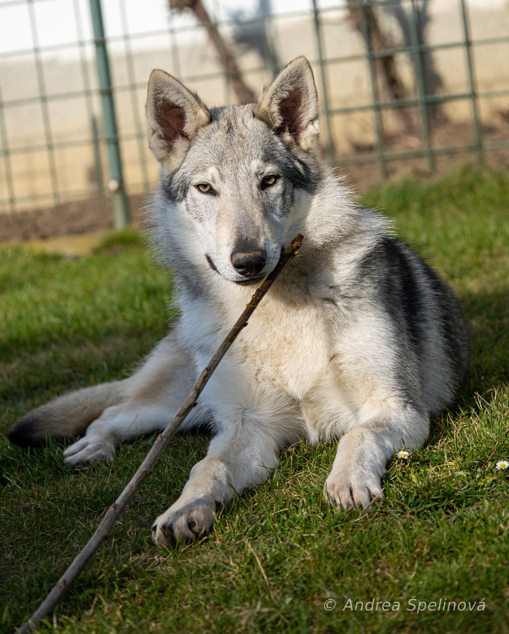 Xena profil