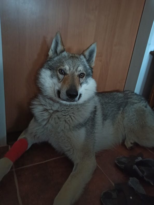 Vzpomínka na Chipa