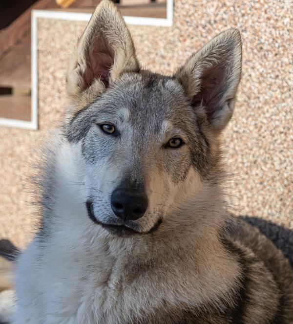 Jarní Xena
