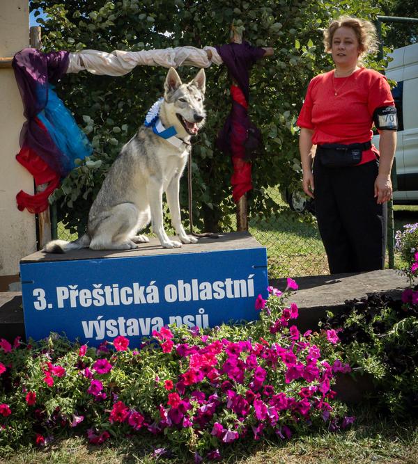 Přeštická oblastní výstava psů. 