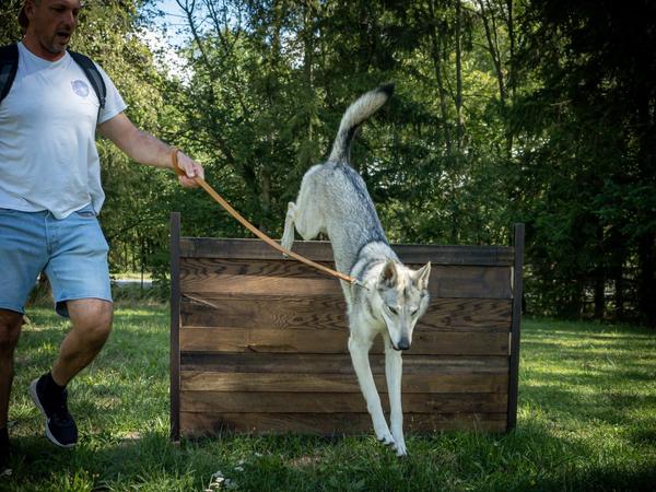 Výstava Přeštice 29. 8. 2026