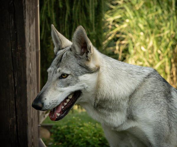 Xena s Miou